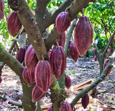 Articles et actualités au Vietnam