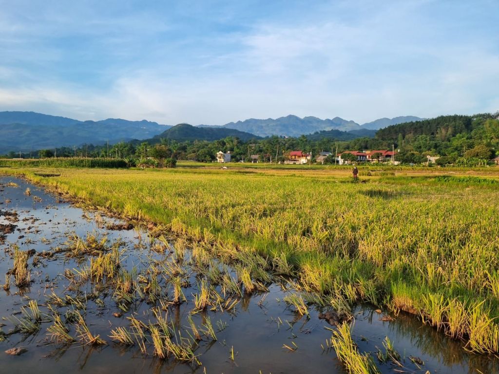 Mường Lò, au rythme du riz et des traditions