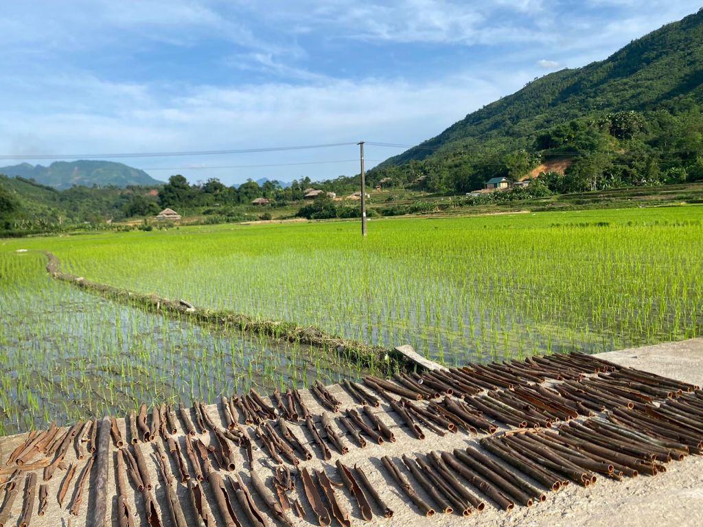 Vinh Yen, royaume de la cannelle au cœur des rizières de Bao Yen