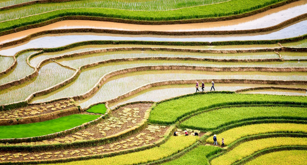 rizière au Vietnam.