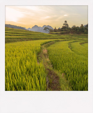 Rizière dans une réserve naturelle du Vietnam.