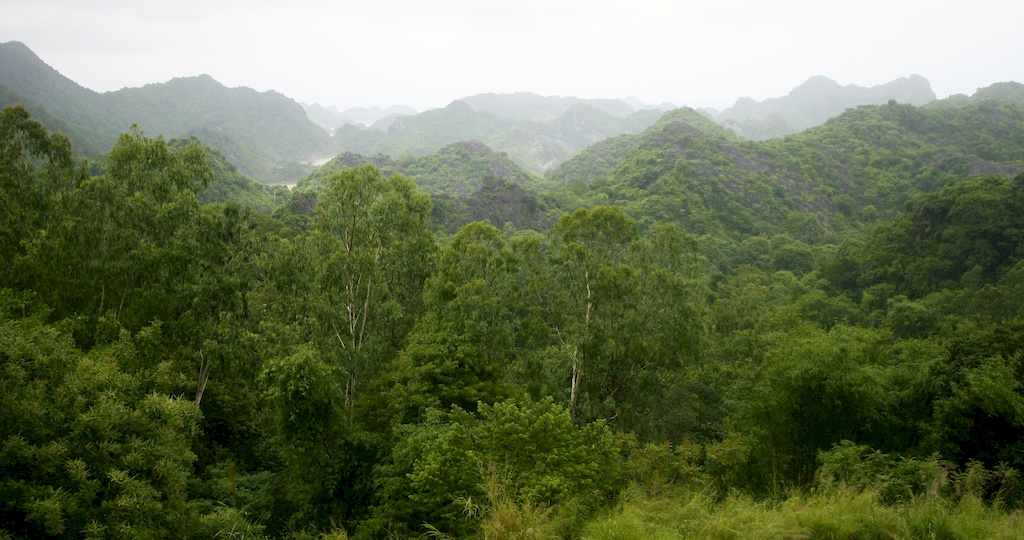 Fôret au Vietnam.