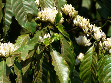 fleurs de café.