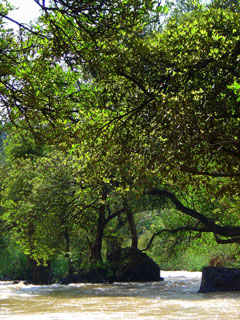 arbre et rivière.