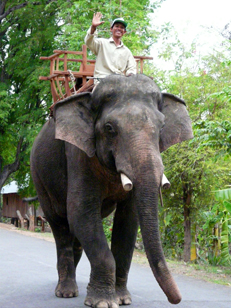 conducteur éléphant.