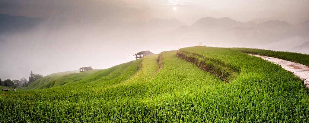 Rizières dans les montagnes du Nord du Vietnam.