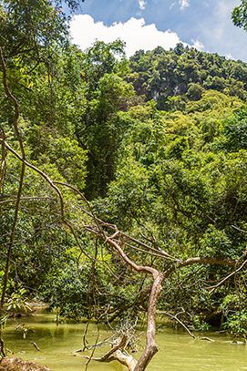 arbre rivière.