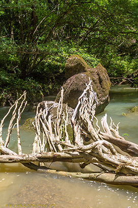 arbre rivière.