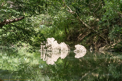 rivière forêt.