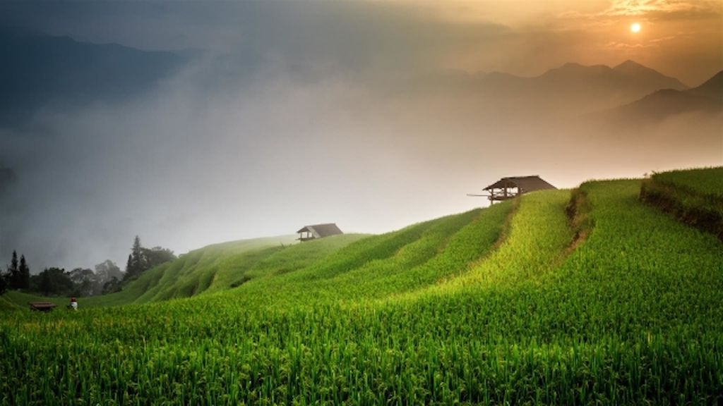 Rizière au Vietnam.