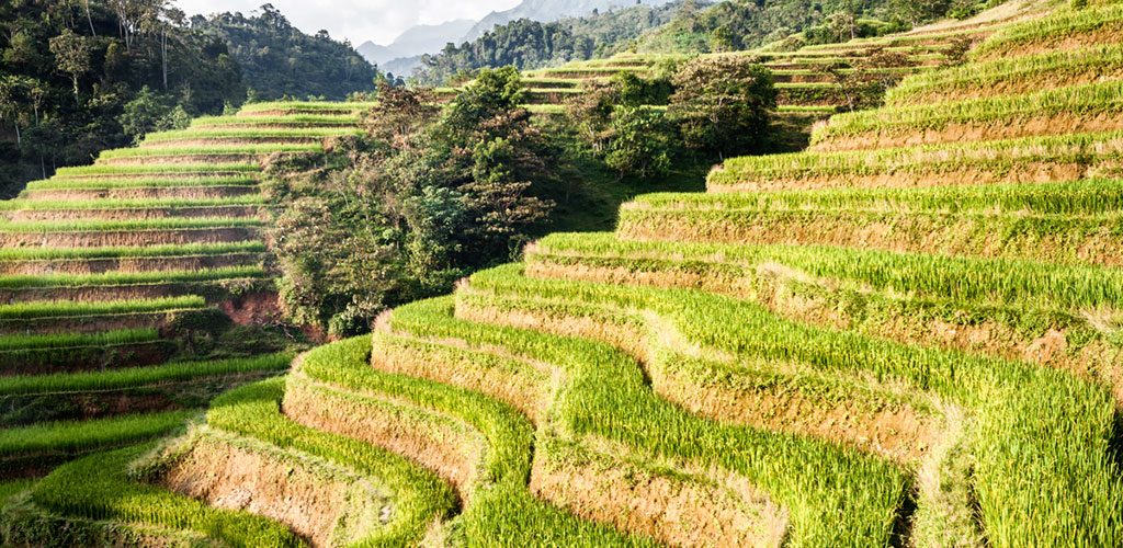 Rizières du Haut Tonkin au Vietnam.