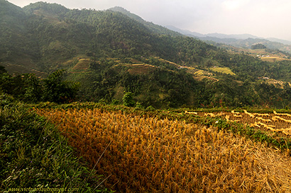 montagnes et rizières.