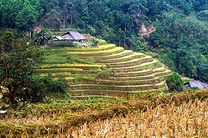 rizières en terrasse.