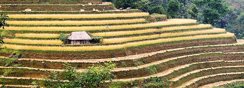 Rizière au Vietnam.